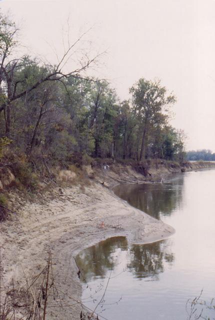 Looking south. Survey along the bank showing the terrace deposits (left) and survey team (center) at the buried midden and pit features. The bank area without trees (right) is part of the filled-in lake at Cypress Slough.

		