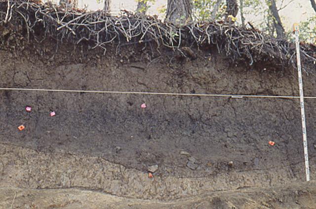 Buried midden and shallow pit feature containing pottery sherds and cracked rock