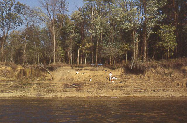 Buried pit features, on the bank of the now filled-in backawater lake at Cypress Slough