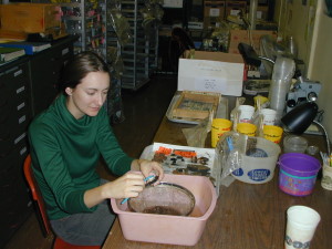 Research Assistant Susan Spencer cleans pottery sherds from part of a large jar found above a house floor.