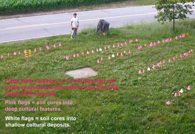 Pink flags mark locations where there are soil cores into deep cultural features