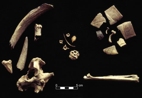 Faunal remains, Block 3 (left = deer; center = fish; upper left = turtle; lower right = small mammal)
