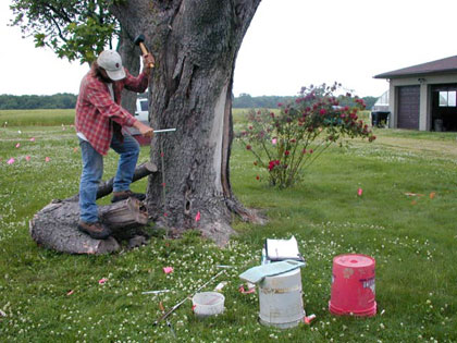 Jon Criss taking a core sample next to a tree