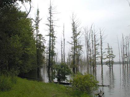 View of Hovey Lake with Cypress trees growing on the bank and in the water.