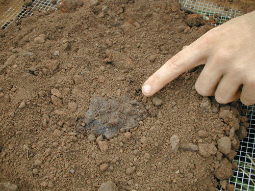 One sample (N1000, E980) revealed a large, deep deposit which contained abundant animal bone and pottery sherds