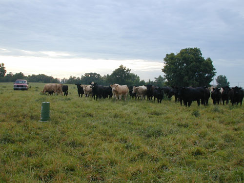 A herd of cattle on the site, and a red vehicle